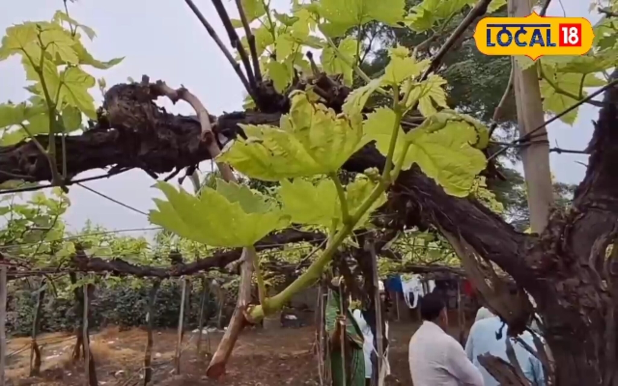 ढगाळ हवामानामध्ये द्राक्ष बागांची कशी घ्याल काळजी?, कृषी तज्ज्ञांनी माहिती