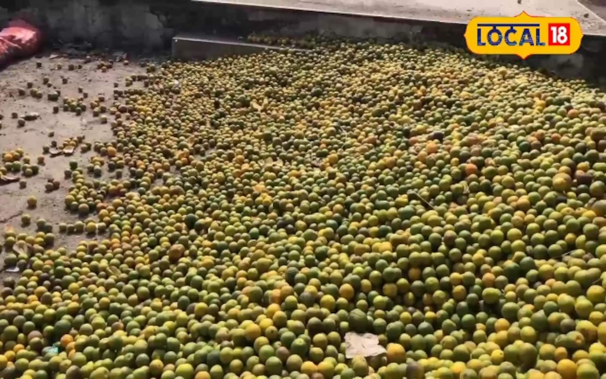 हिमवृष्टीने जालन्यातील मोसंबी बाजारावर संक्रांत, 8 दिवस मार्केट राहणार बंद