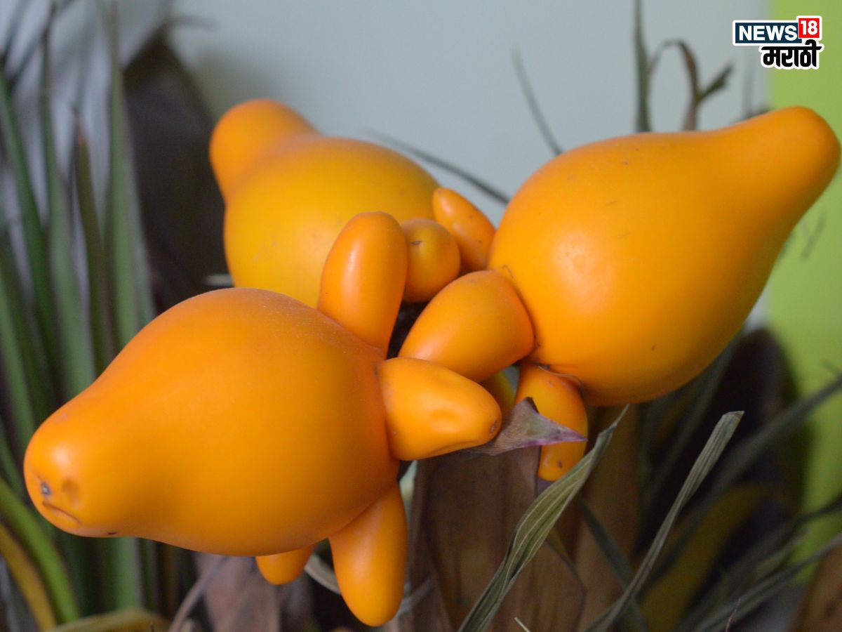 Nipple Fruit: ‘या’ आगळ्यावेगळ्या फळाविषयी माहिती आहे का? ‘या’ विदेशी फळाचे आहेत ‘इतके’ फायदे