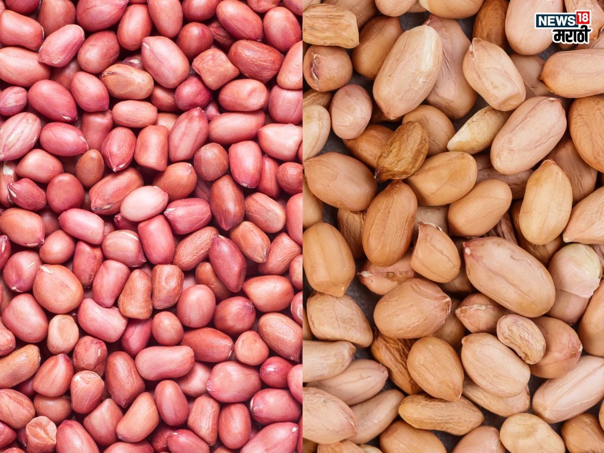 Peanut Difference: शेंगदाणे आवडीने खाता ना, मग शेंगदाण्यातले ‘हे’ फरक माहिती आहेत का?