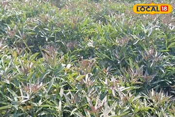 खर्च 6 हजार रुपये, शेतकरी करतोय लाखोंचं उत्पन्न मिळवून देणारी ही शेती