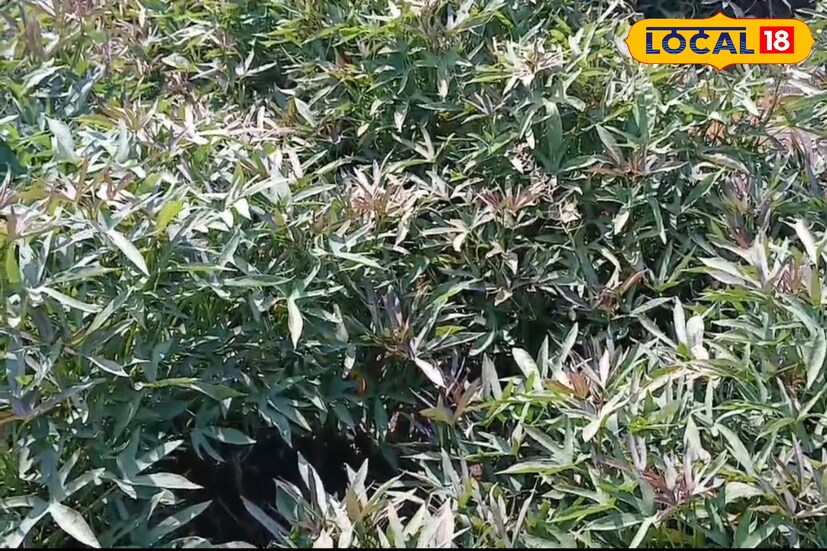 रताळे लागवडीला एका एकरात फक्त 5 ते 6 हजार रुपये इतका खर्च येतो. या पिकाला कोणताही रोग लागत नसल्यामुळे फवारणीची गरज पडत नाही, असं शेतकरी सुधीर चव्हाण सांगतात. मागील वर्षी चव्हाण यांना सव्वा एकरात 600 पिशवी रताळे निघाले होते. त्यातुन 3 लाख रुपयांचे उत्पन्न हातात आले. तर यंदा देखील सव्वा एकरात रताळ्याची लागवड केली असून 300 ते 400 पिशवी माल निघण्याचा अंदाज त्यांनी वर्तवला आहे. तसेच यंदा रताळ्याला 20 रुपये दराने जरी भाव मिळाला, तरी 4 ते साडेचार लाख रुपयांचे उत्पन्न मिळणार असल्याचे चव्हाण सांगतात.