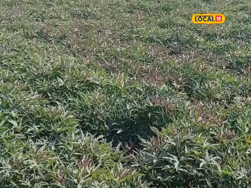आरोग्याच्या दृष्टीने पोषक असणाऱ्या रताळ्याला उपवासाच्या मेनू मध्ये मानाचे स्थान असते. त्याचे वेगवेळे पदार्थ बनवून खाल्ले जातात. यात फायबरचे प्रमाण खूप जास्त असल्याने नियमित खण्यासोबतच लोक उपवासासाठी रताळ्याला पसंती देतात. त्यामुळे फराळ म्हणून रताळ्याला मोठी मागणी असते.