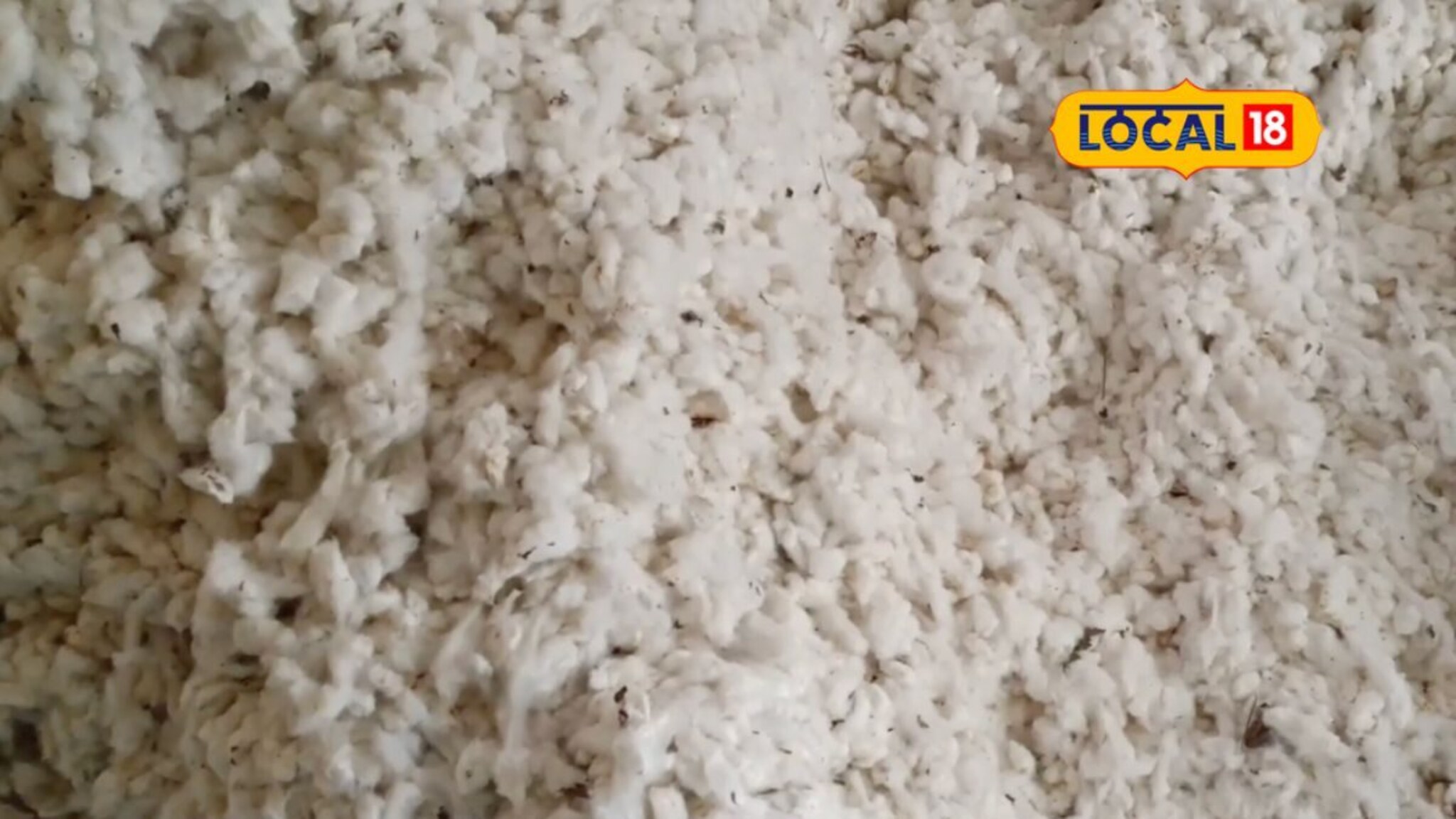 शेतकऱ्यांनी जगायचं कसं? सरकारच्या कुचकामी धोरणामुळे ‘पांढरं सोनं’ अडकलं