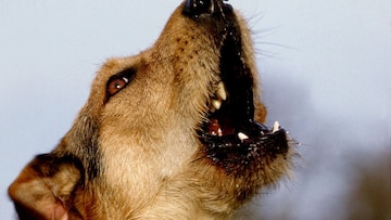 spirituality vs Fact : भूत दिसतं म्हणून रात्रीचे रडतात कुत्रे? समोर आलं खरं कारण