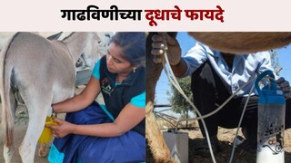 गाढविणीचे दूध