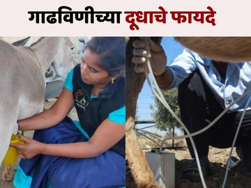 गाढविणीचे दूध