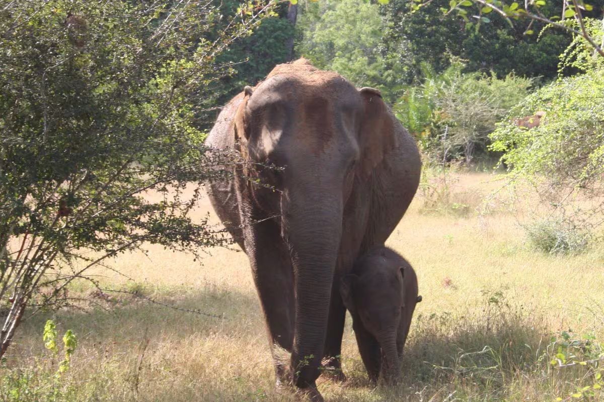 हाथी के लिए रोकी गई एक्सप्रेस, हजारों यात्री देखते रहे क्या हुआ, वीडियो वायरल हाथी के लिए रोकी गई एक्सप्रेस, हजारों यात्री देखते रहे क्या हुआ, वीडियो वायरल