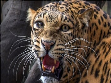 Leopard Attack Little Girl Leopard Attack Little Girl