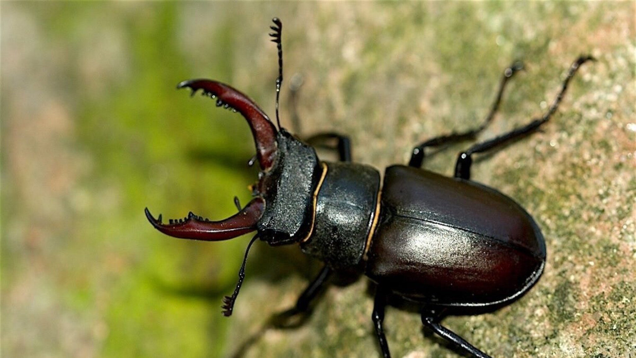 Animal Facts : असा किटक दिसला तर फळफळतं नशीब, म्हणे, भरपूर पैसा मिळतो