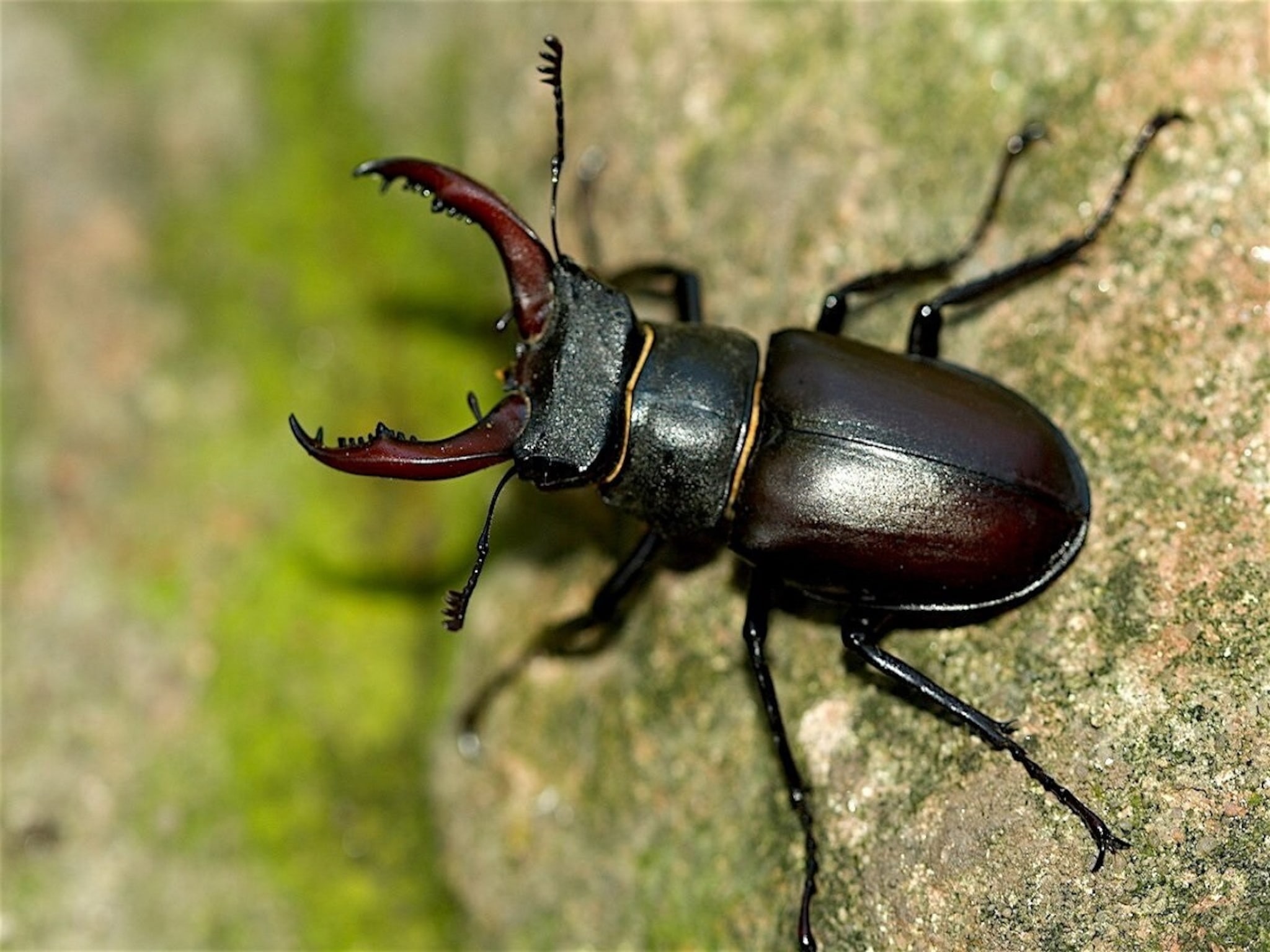 Animal Facts : असा किटक दिसला तर फळफळतं नशीब, म्हणे, भरपूर पैसा मिळतो