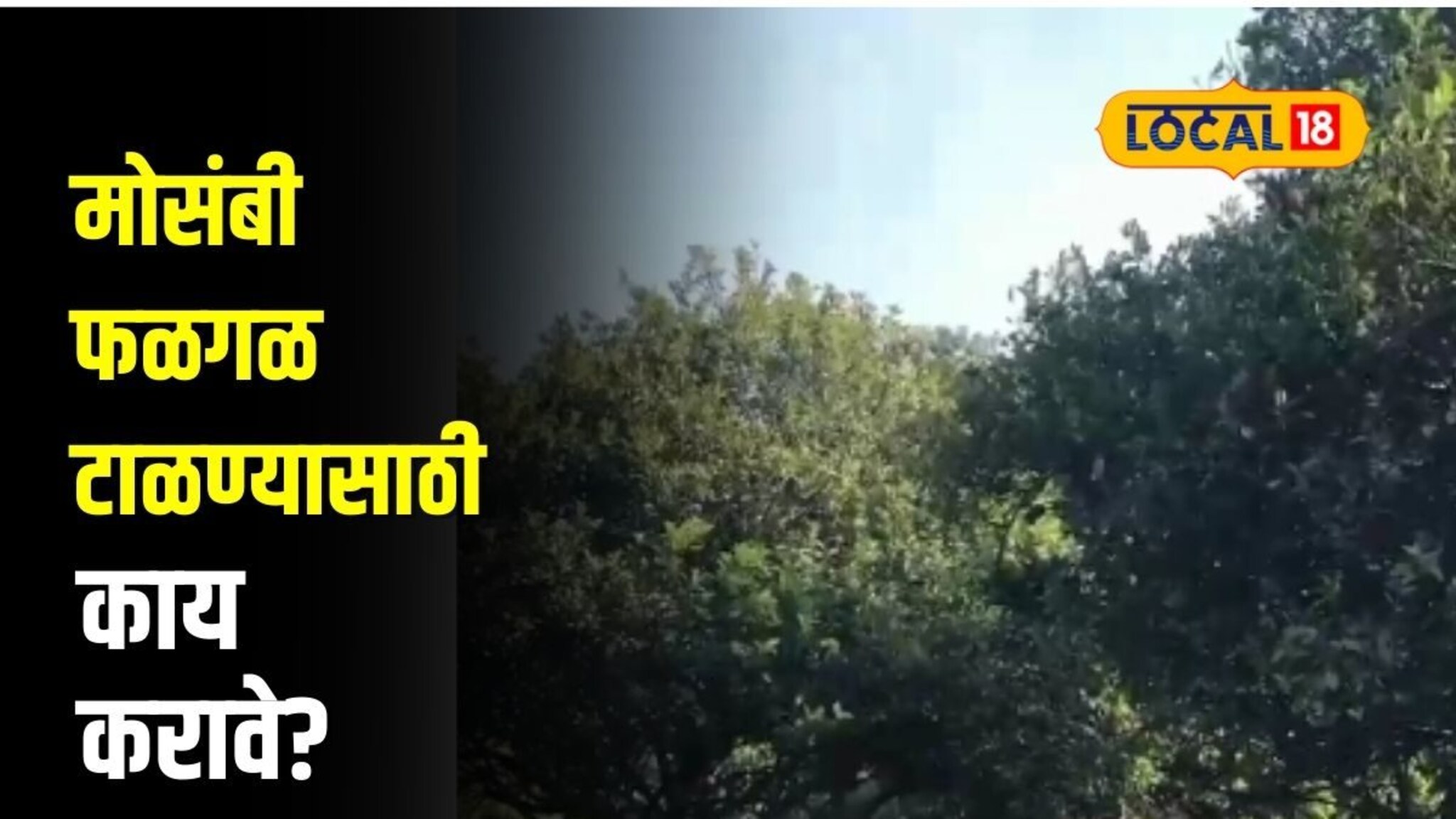 उत्पन्नात होईल वाढ, मोसंबी फळगळ टाळण्यासाठी आतापासूनच करा हे काम