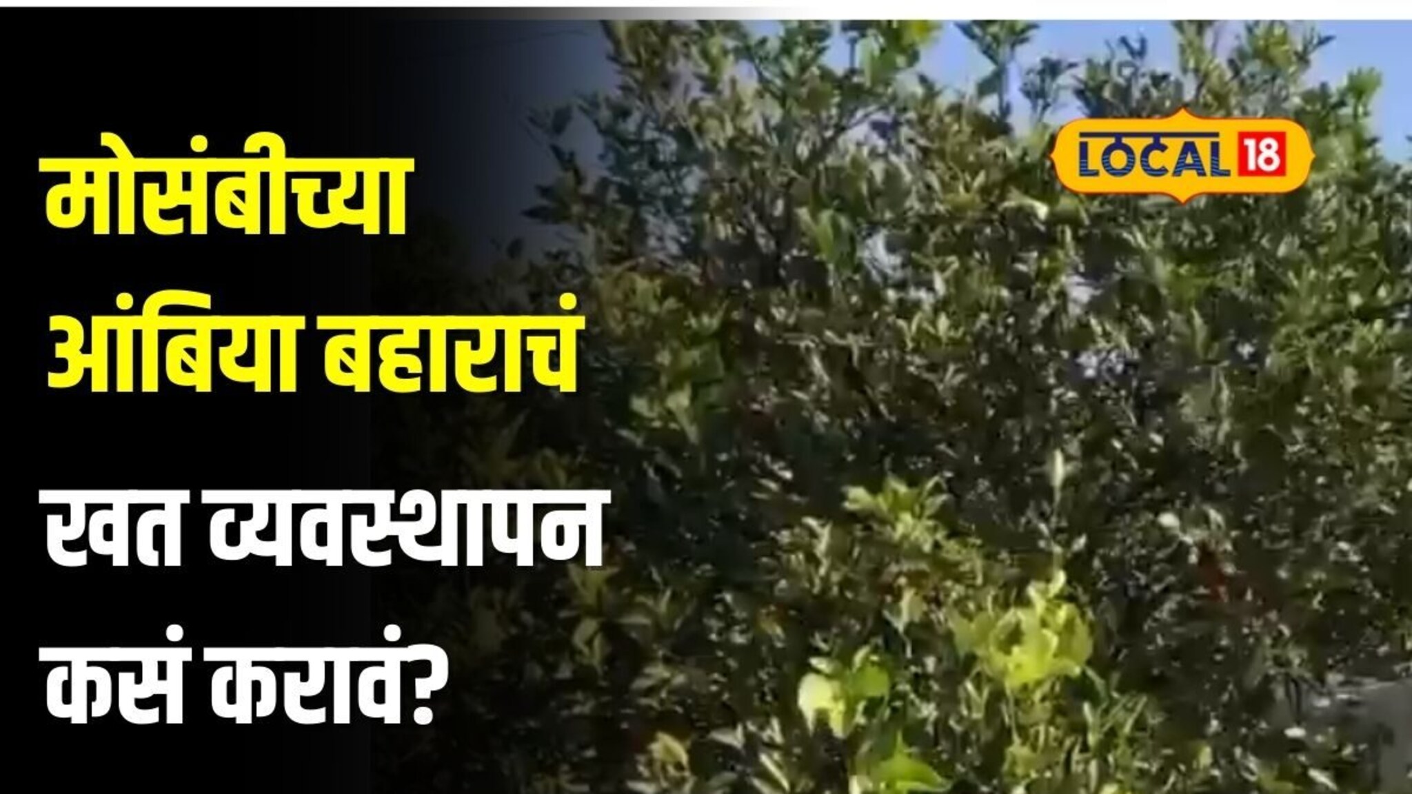 मोसंबीच्या आंबिया बहाराचं नियोजन करताय? खत व्यवस्थापन महत्त्वाचे, कसं कराल?