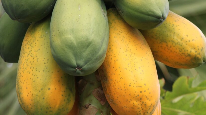 3. दम्याच्या रुग्णांना श्वासोच्छवासाचा त्रास होत असल्यास पपईपासून दूर राहावे. या फळामध्ये असलेले एन्झाईम्स दमा रुग्णांसाठी हानिकारक ठरू शकतात.