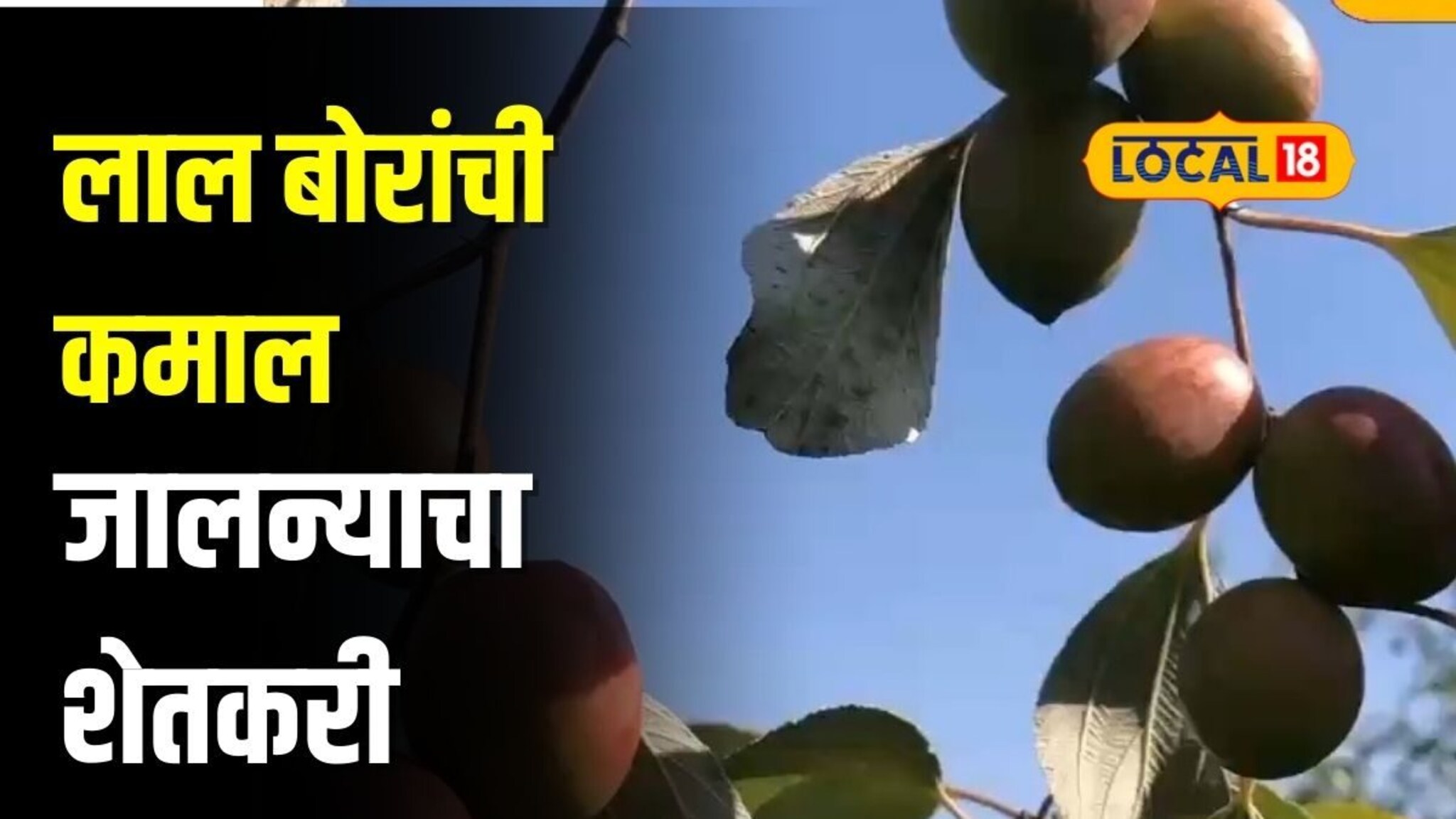 पांढऱ्या सोन्यानं नाही, काश्मिरी लाल बोरांनी केलं मालामाल, कमाई ऐकून थक्क व्हाल