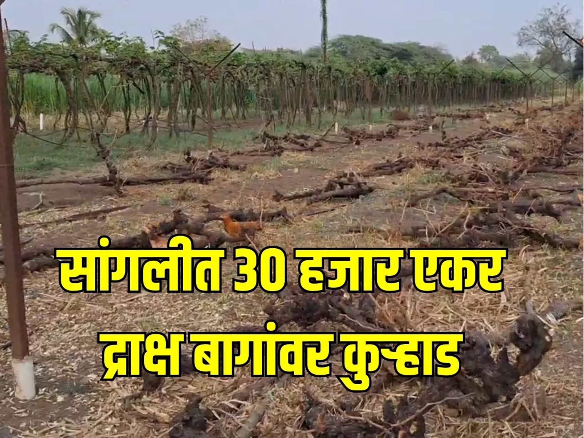 4 वर्षांत 1 रुपया मिळाला नाही, 30 हजार एकरावर सांगलीत शेतकऱ्यांनी चालवली कुऱ्हाड