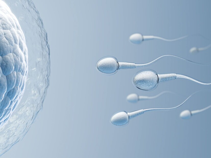 पण पहिला शुक्राणू पोहोचेल त्यामुळे गर्भधारणा होईलच असं नाही. शुक्राणू परिपक्व होण्यासाठी वेळ लागतो. 