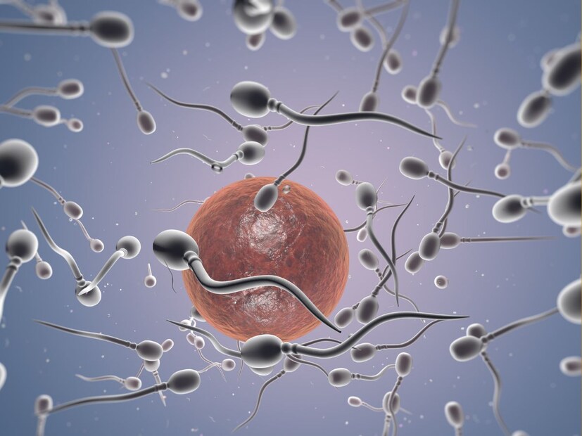 फक्त 1 ते 3 टक्के शुक्राणूच अंड्यापर्यंतच पोहोचतात. बाकी बाहेर जातात किंवा महिलांची इम्युन सेल त्यांना खाते.