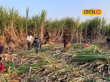 सांगलीच्या पिता-पुत्राची यशस्वी शेती, एकरी घेतलं तब्बल 158 टन उसाचे उत्पादन!
