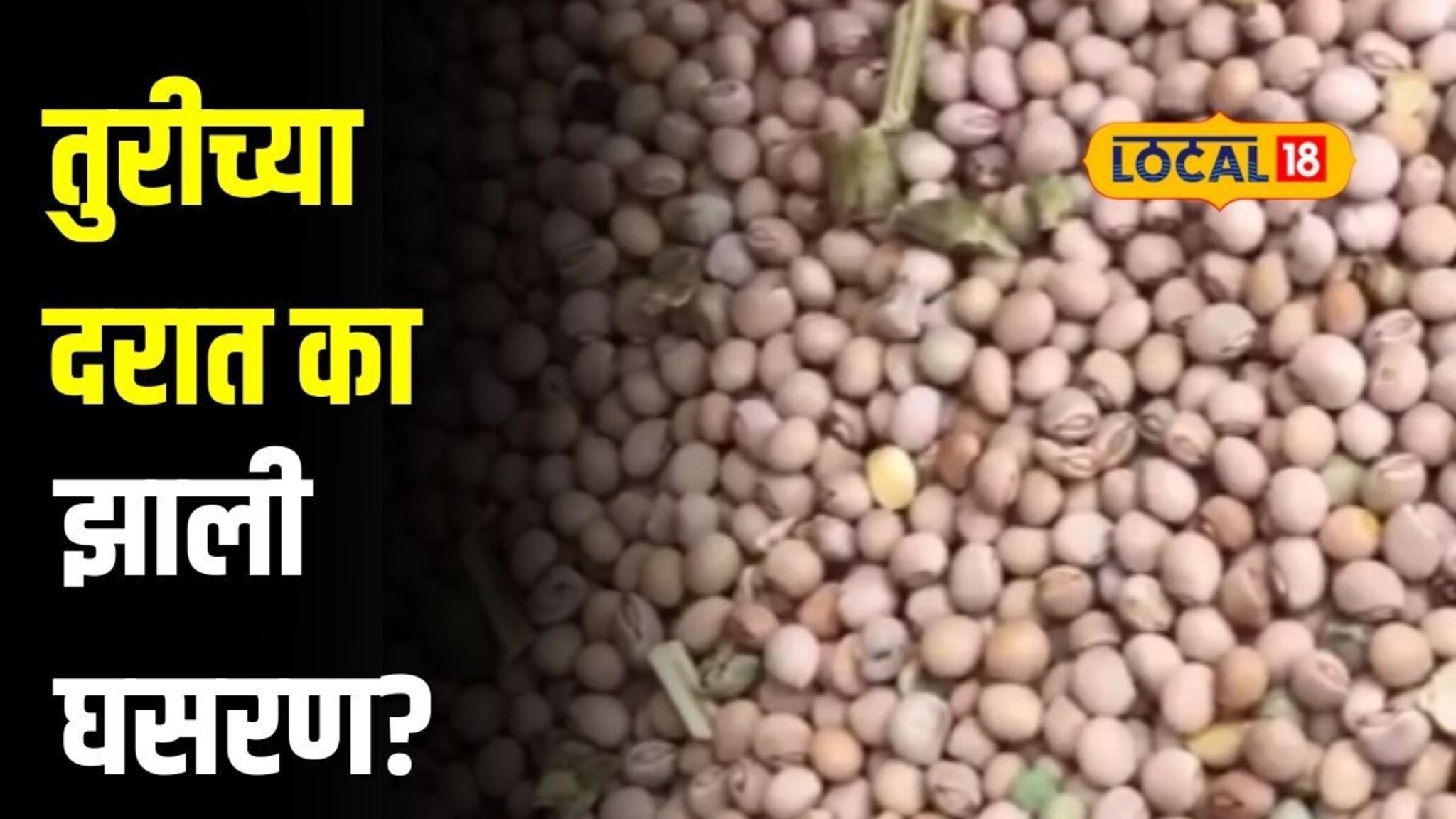 तुरीच्या दरात मोठी घसरण,10 हजारांवरून आले 6 हजार प्रतिक्विंटल वर, कारण काय?