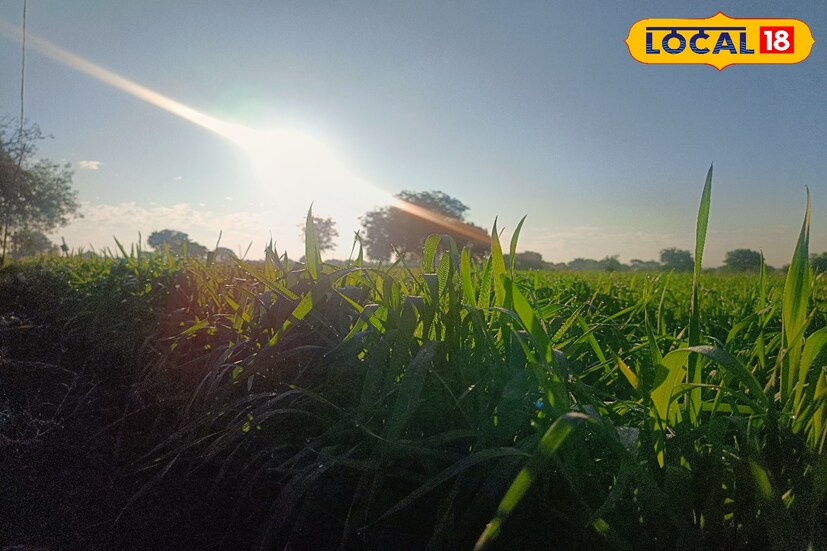 मराठवाड्यात पुढील काही दिवसांत उष्णता कमी होईल आणि गारवा अधिक अनुभवायला मिळेल. तापमान साधारणतः 25 ते 27 अंश सेल्सियस दरम्यान राहण्याची शक्यता आहे. रात्रीचे तापमान 20 ते 22 अंश सेल्सिअस राहील.
