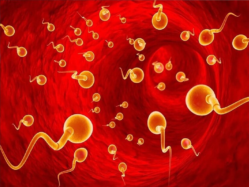 70 टक्के शुक्राणू गर्भाशयाचे प्रवेशद्वार पार करू शकत नाहीत. फॅलोपियन ट्युबला अटॅच होऊन थांबलेले शुक्राणूपैकी हेल्दी स्पर्मच पुढे जातात. खराब शुक्राणी ट्युबमधून बाहेर पडू शकत नाही.