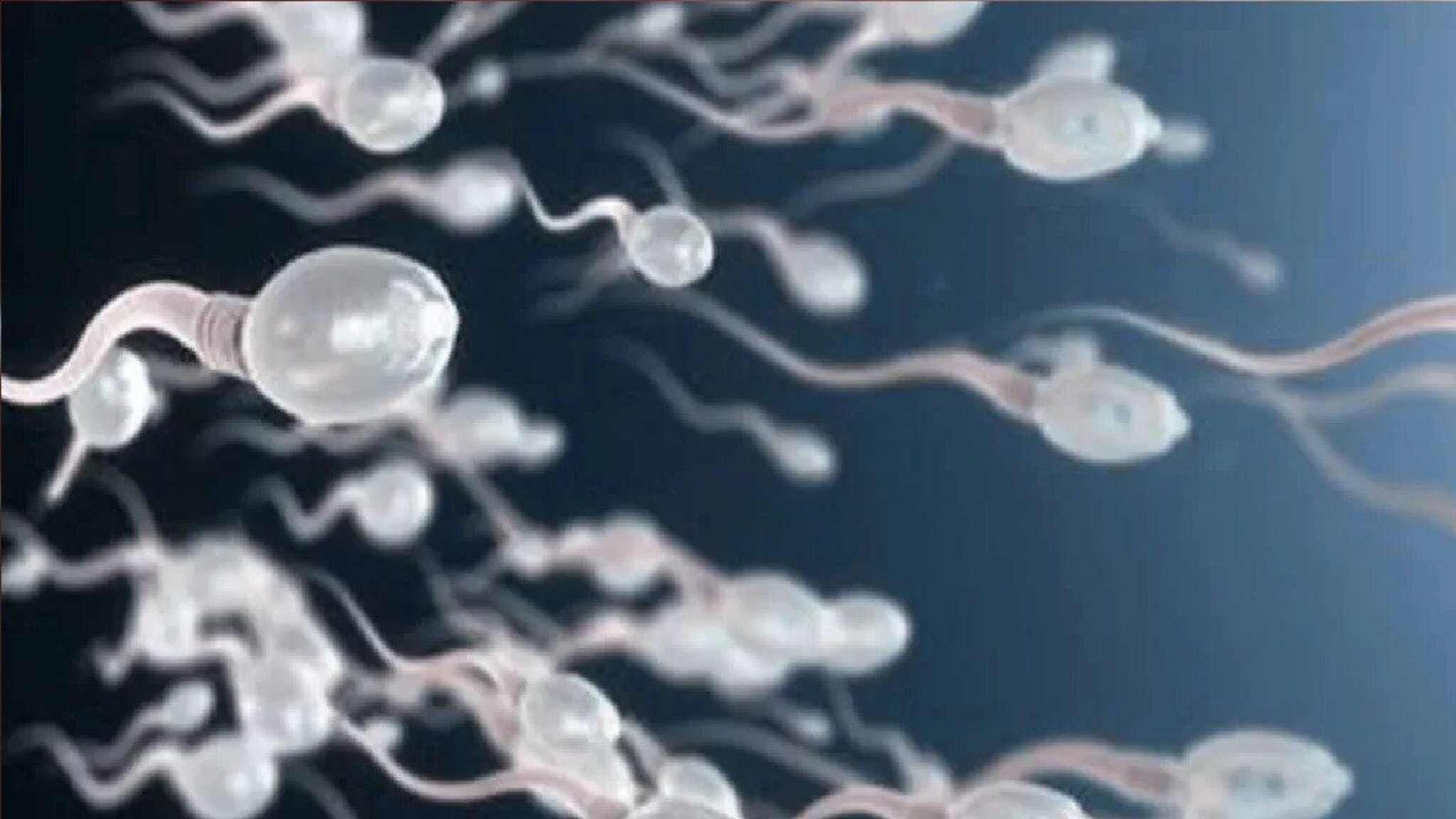 महिलांच्या गर्भातील अंड्यापर्यंत पोहोचण्यासाठी खरंच रेस लावतात स्पर्म?