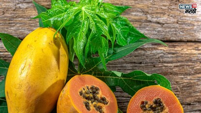 Benefits of eating papaya in winter: हिवाळ्यात पपई खाण्याचे आहेत इतके फायदे, मात्र या व्यक्तींसाठी पपई ठरते धोक्याची Benefits of eating papaya in winter: हिवाळ्यात पपई खाण्याचे आहेत इतके फायदे, मात्र या व्यक्तींसाठी पपई ठरते धोक्याची