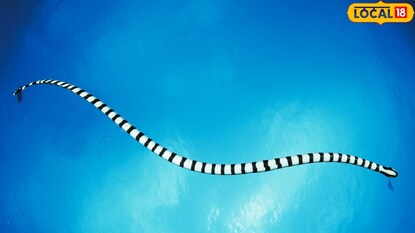 हे साप रात्री प्रचंड ॲक्टिव्ह असतात. हे साप रात्री प्रचंड ॲक्टिव्ह असतात.