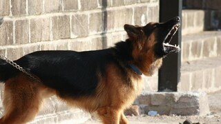 कुत्र्यांच्या रडण्याचा अर्थ काय? कुत्र्यांच्या रडण्याचा अर्थ काय?