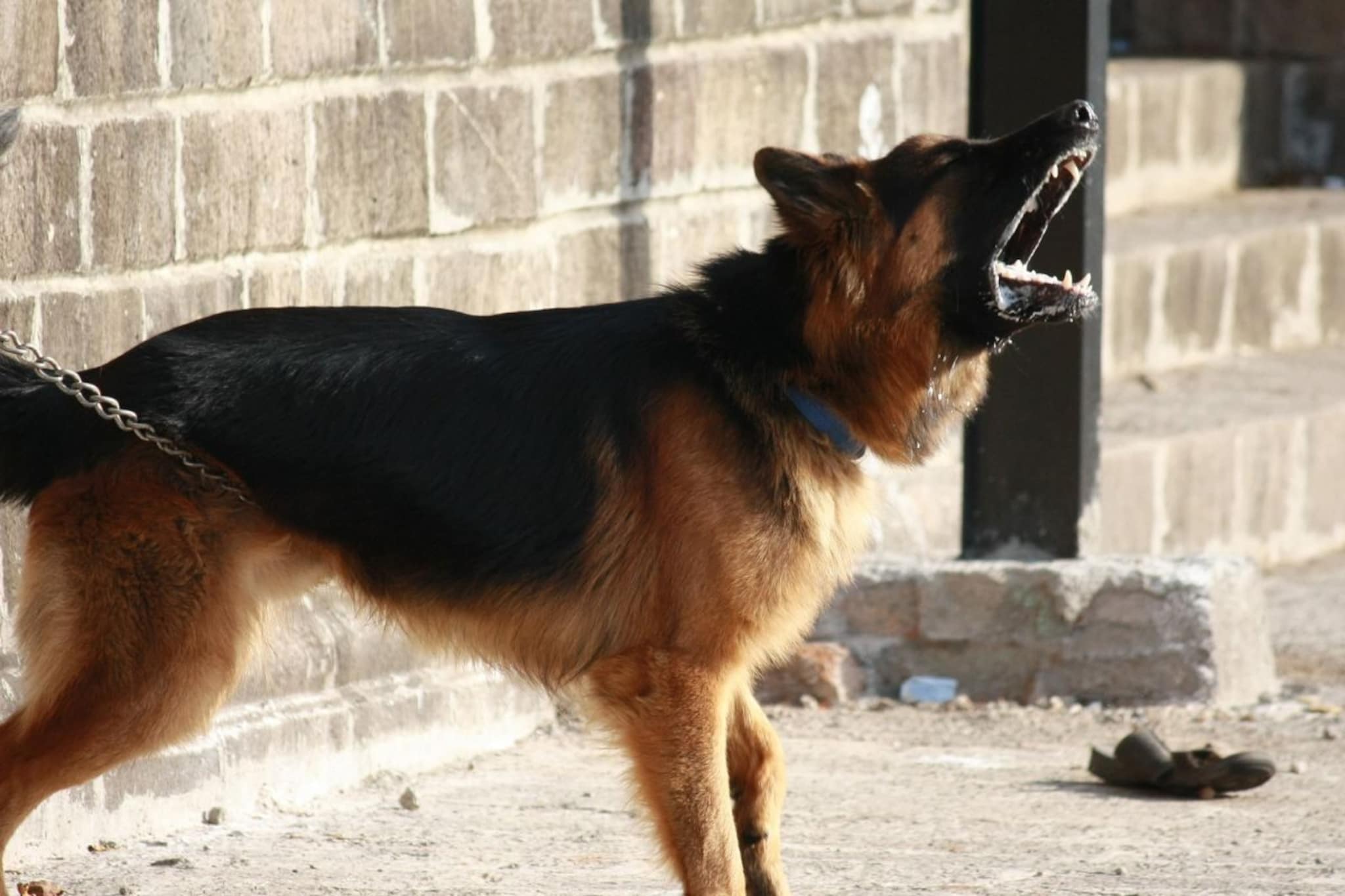 कुत्रे रात्री का रडतात? इतके दिवस समजता ते चुकीचं, अनेकांना माहिती नाही खरं कारण