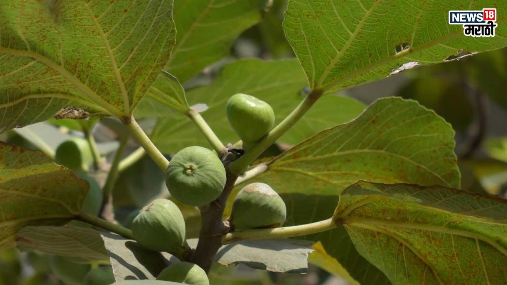 Fig Benefits in winter: हिवाळ्यात ‘हे’ फळ खाल्ल्याने होतील अनेक फायदे, साध्या आजारांपासून लैंगिक समस्यावर गुणकारी आहे 'हे' फळ