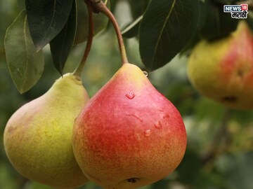 Fruit Benefits in Winter: हिवाळ्यात फिट रहायचं आहे? खा ‘ही’ फळं; आजार पळतील दूर Fruit Benefits in Winter: हिवाळ्यात फिट रहायचं आहे? खा ‘ही’ फळं; आजार पळतील दूर