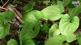 प्रतिकात्मक फोटो : गुळवेलीचे आहेत ‘इतके’ फायदे; मात्र ‘या’ व्यक्तींसाठी गुळवेल ठरते धोक्याची 