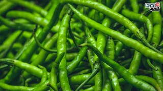 प्रतिकात्मक फोटो : काय सांगता? डायबिटीस आणि हार्ट ॲटॅकवर गुणकारी आहे हिरवी मिरची, रोज खाल्ल्याने होतील ‘इतके’ फायदे