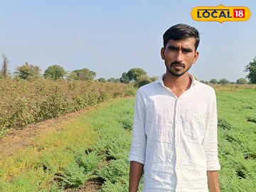 हरभऱ्याचे