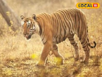 News18 News18