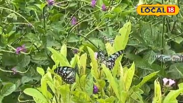 फुलपाखरांची