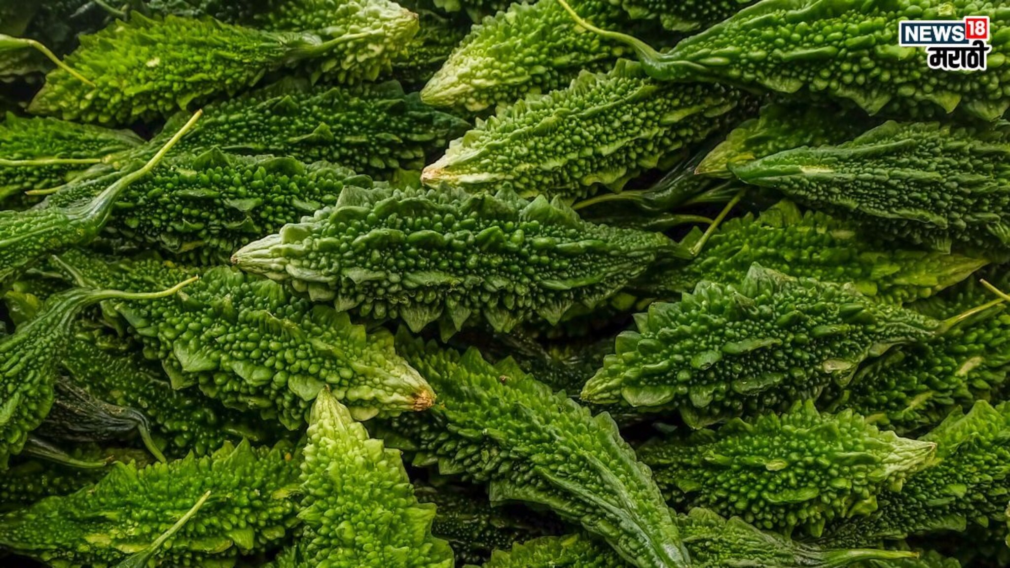 Karela for Diabetes:  कारलं खाल्ल्याने डायबिटीस खरंच नियंत्रणात येतो? काय आहे आहारतज्ज्ञांचं मत