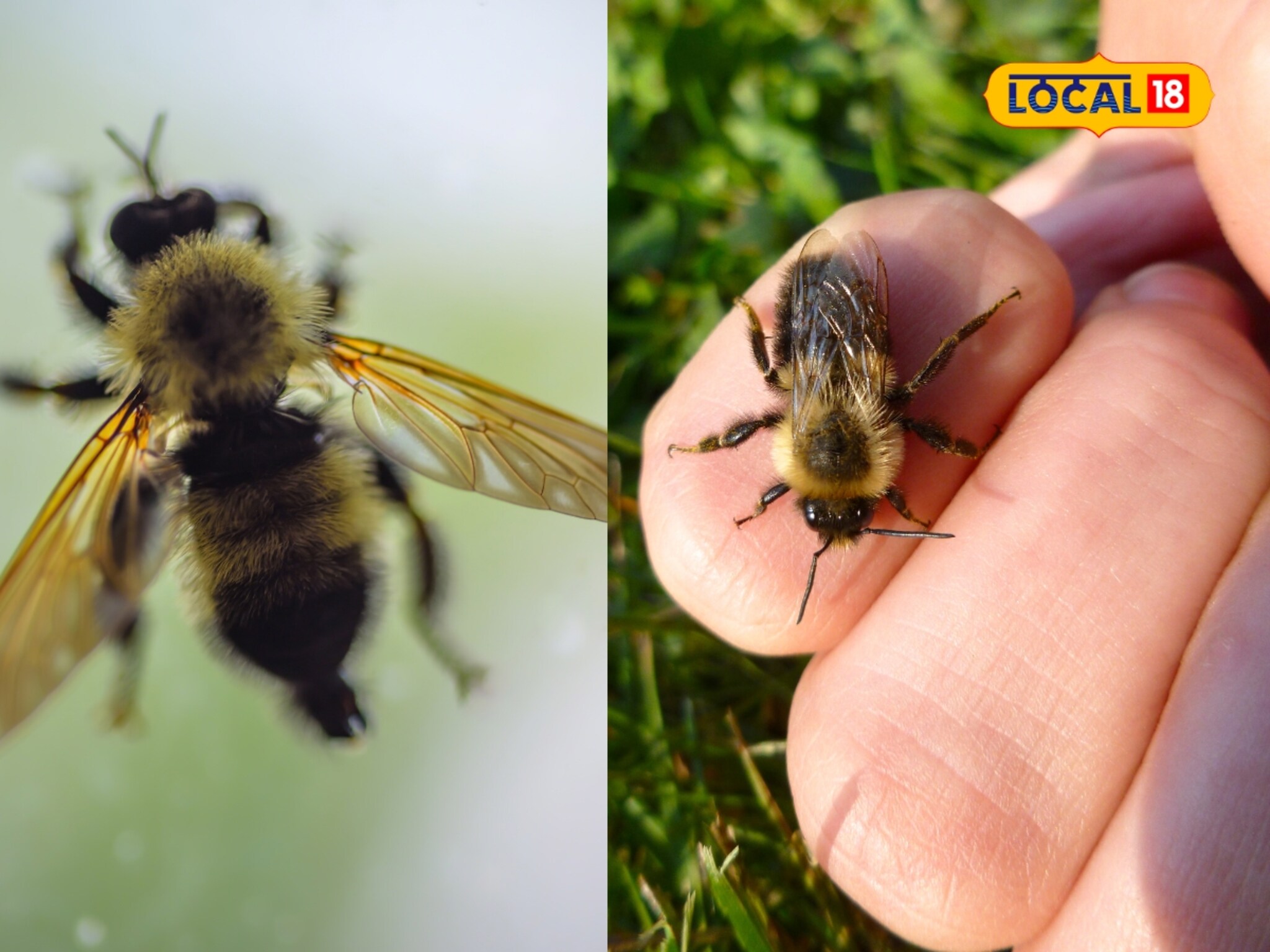 या मधमाशीपासून सावधान! एकदा चावली की, जाऊ शकतो जीव; कसा कराल बचाव? तज्ज्ञ सांगतात...