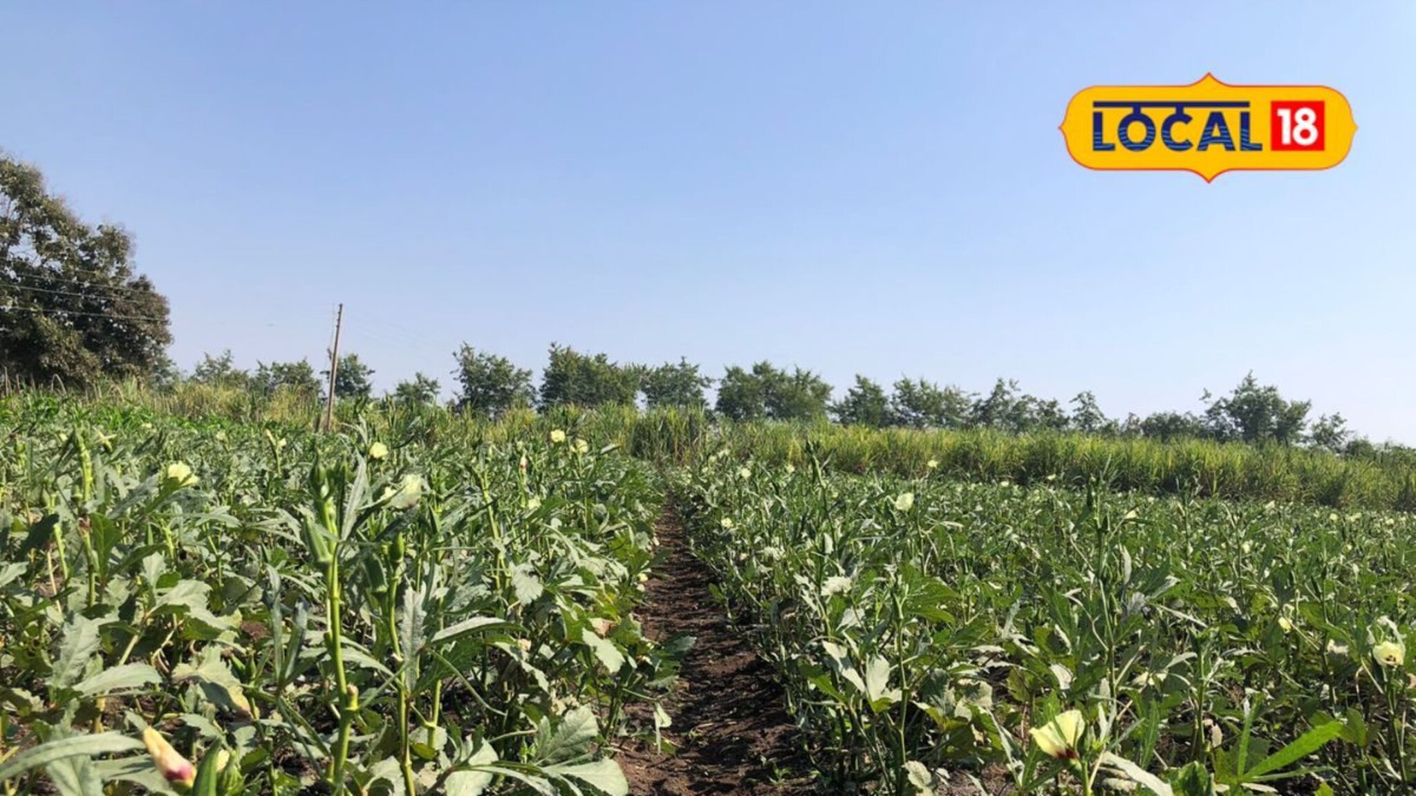 जालन्याची भेंडी निघाली थेट युरोपला, शेतकऱ्यांना मिळाले इतके पैसे