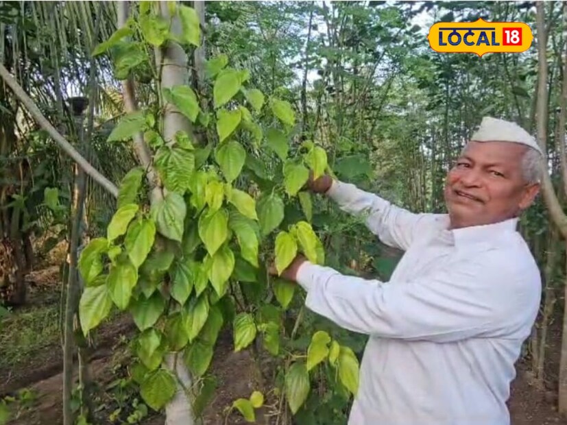 शेतीचे योग्य नियोजन केल्यास कमी क्षेत्रात ही वर्षाला लाखो रुपयांचा उत्पन्न घेता येते. सोलापूर जिल्ह्यातील बार्शी तालुक्यातील आगळगा गावातील माणिक बाबुराव विधाते यांनी हे सिद्ध करून दाखवले आहे. दीड गुंठ्यात पानमळातून वर्षाला 3 ते साडे तीन लाख रुपयांचे उत्पन्न ते घेत आहेत. शेतीचे योग्य नियोजन केल्यास कमी क्षेत्रात ही वर्षाला लाखो रुपयांचा उत्पन्न घेता येते. सोलापूर जिल्ह्यातील बार्शी तालुक्यातील आगळगा गावातील माणिक बाबुराव विधाते यांनी हे सिद्ध करून दाखवले आहे. दीड गुंठ्यात पानमळातून वर्षाला 3 ते साडे तीन लाख रुपयांचे उत्पन्न ते घेत आहेत.