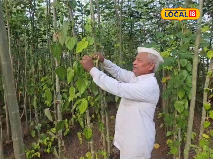 सरासरी वर्षाला दीड गुंठ्यात शेतकरी विधाते 3 ते साडे तीन लाख रुपयांचे उत्पन्न घेत आहेत. महत्त्वाचं म्हणजे या पानाची तोडे करून स्वतः शेतकरी माणिक विधाते हे बारा महिने बाजारामध्ये विक्री करतात.