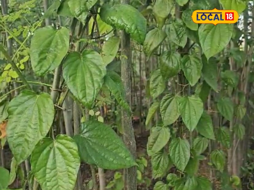  पानमळ्यात बारा महिने पान असल्यामुळे उत्पन्न देखील चांगला मिळत आहे. पानमळा लावत असताना मशागत करून दोन ते तीन कगाड्या गावखत वापरून पानमळ्याची लागवड केली आहे. 