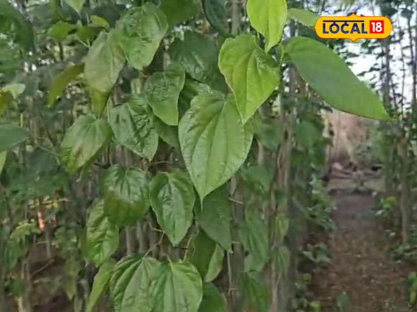 माणिक विधाते यांनी पानमळ्याची लागवड चार बाय चारवर केली आहे. पानमळ्याची शेती करताना कुठल्याही प्रकारची रासायनिक खताची आवश्यकता नसते. 