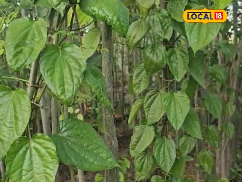 त्या पानमळ्याला फक्त गावखत आणि शेणखताची आवश्यकता असते. शेतकरी माणिक विधाते यांनी गावरान पाण्याची लागवड केली असून कळीचा पान आणि पापड्याच्या पानाची लागवड त्यांनी केली आहे.