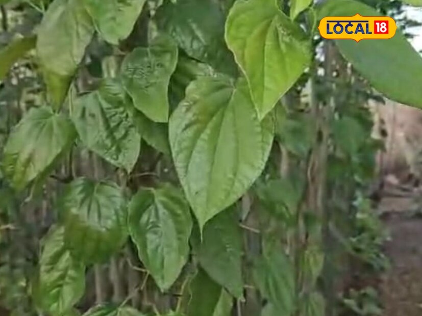 सोलापूर जिल्ह्यात माणिक विधाते यांनीच फक्त पानमळ्याची शेती केली आहे. सध्या पाणमळाची शेती दुर्मिळ होत चालली असून गेल्या 25 वर्षांपासून माणिक विधाते हे पानमाळ्याची शेती करत आहेत. 