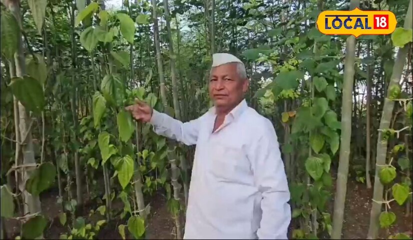 आगळगाव गावातली शेतकरी माणिक बाबुराव विधाते हे गेल्या 25 वर्षांपासून पानमळ्याची शेती करत आहे. माणिक विधाते यांच्या पानमळ्यात बारा महिने यांच्या शेतात पाने असतात.