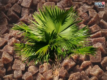 Palm Jaggery Benefits: गुळाचा ‘हा’ प्रकार माहिती आहे का ? कधी खाल्लाय ताडाचा गूळ