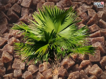 Palm Jaggery Benefits: गुळाचा ‘हा’ प्रकार माहिती आहे का ? कधी खाल्लाय ताडाचा गूळ Palm Jaggery Benefits: गुळाचा ‘हा’ प्रकार माहिती आहे का ? कधी खाल्लाय ताडाचा गूळ
